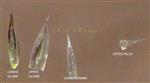  Sessile spikelet- Glumes,  Lower Lemma and Upper Palea